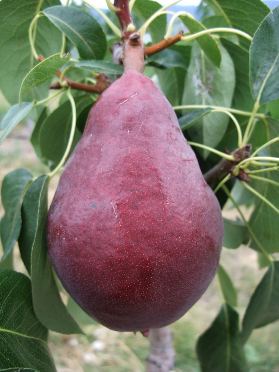 Pear Varieties BC Tree Fruit Production Guide